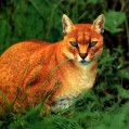  , African Golden Cat  