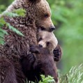  , bear hug  