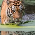  , tiger  