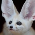  , White Fennec Fox  