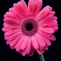  Gerbera Daisy,    