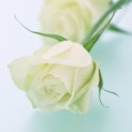  , white rose  