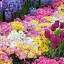 Chrysanthemum and Tulip Garden  