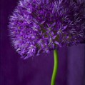  , purple allium  