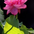  , pink lotus flower  