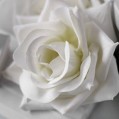   , white rose  