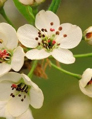  Crabapple Blossoms in Spring - ,   