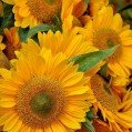  sunflowers,   