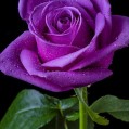   , purple rose  