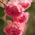  , delicate roses  