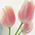  ,Pink Tulips,   