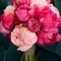  Pink Peonies,   