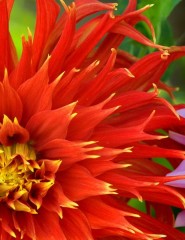  Colorful Dahlias - ,   