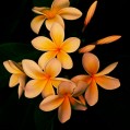  , , plumeria  