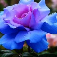   , blue rose  