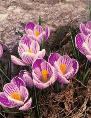  Crocuses - ,   