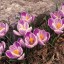 Crocuses  