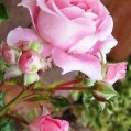  , Pink Rose  