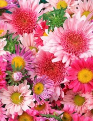  Daisies and Mums - ,   