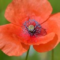  , red poppy  