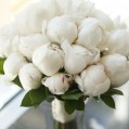  , , white peonies  