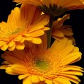  Orange gerbera,   