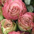  English Roses,   