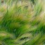 Foxtail Barley  