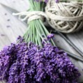   , Lavender  