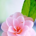   , pink camellia  