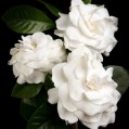  , Gardenia  