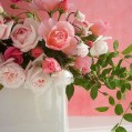  , pink roses  