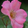  , wild rose  