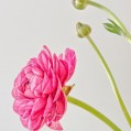  , pink ranunculus  