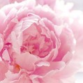  , peony  