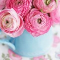  , pink ranunculus  