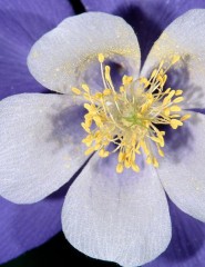  Columbine, Rocky  Colorado - ,   