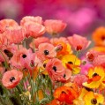  A field of poppies,    