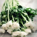  White ranunculus,   