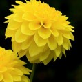    Yellow Dahlias  