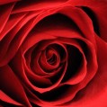  , Blood Red Rose  