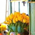  , yellow tulips  