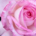  pink rose,   