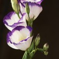   Lisianthus  