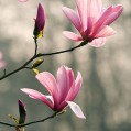  , magnolia  