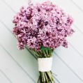   , lilacs  