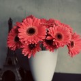  gerber daisies,   