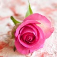  , one pink rose  