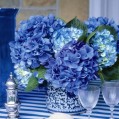  , Blue hydrangeas  