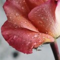    , dew on rose  